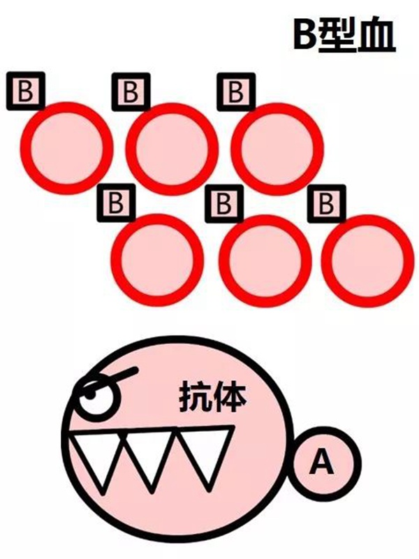 什么是abo血型