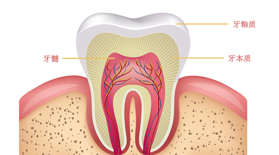 牙齿解剖结构.jpg